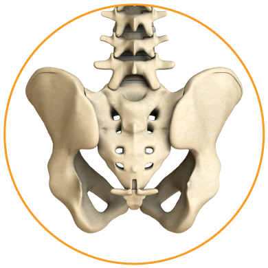 transfasten posterior si fusion system pelvis posterior view